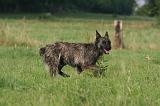 BOUVIER DES ARDENNES 398
